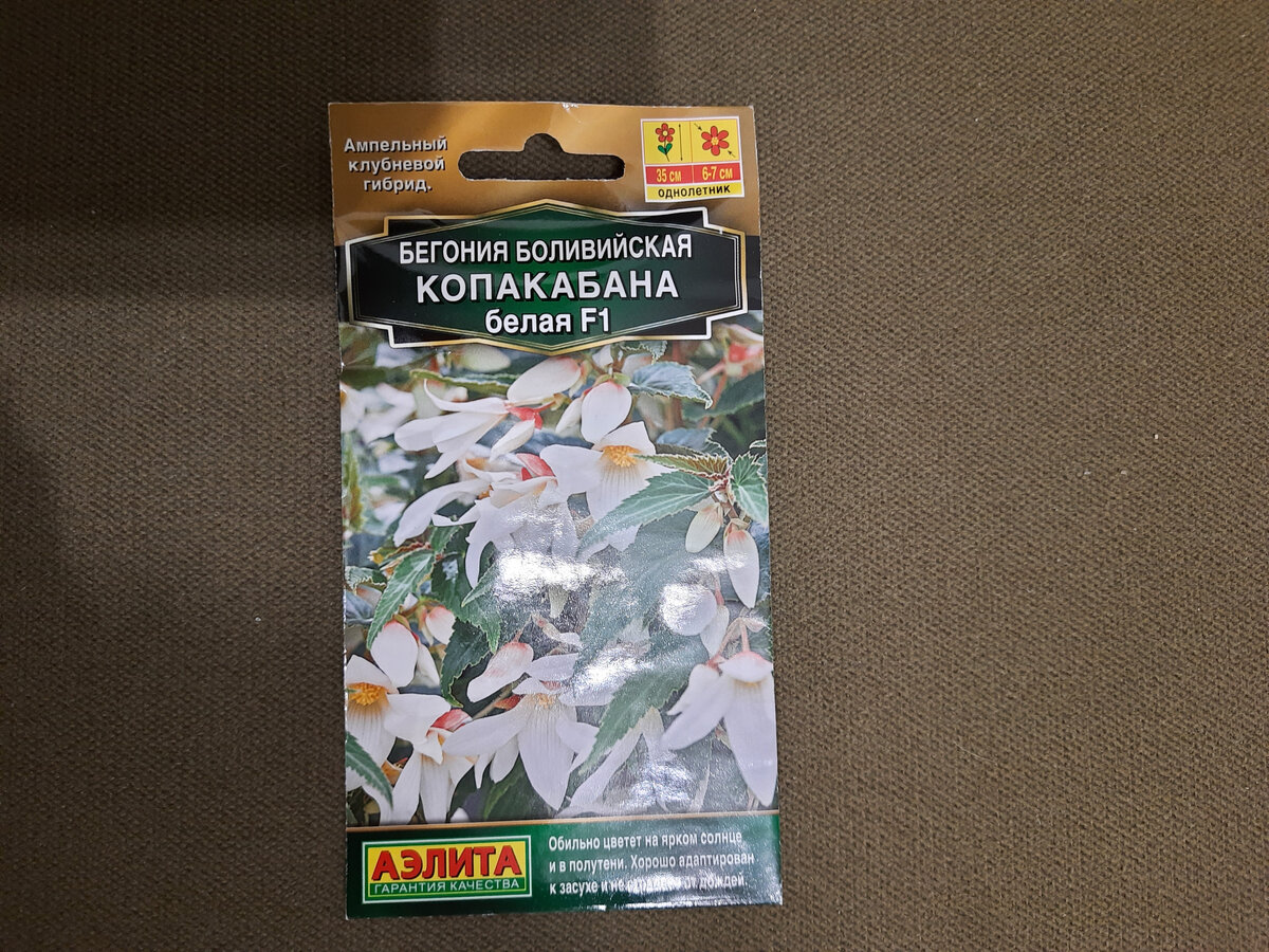 Совсем другая бегония — ампельный однолетник