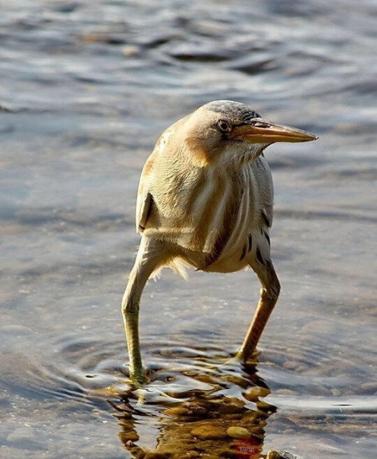 А на деле просто женщина мечты Гарольда это что-то вроде этого.