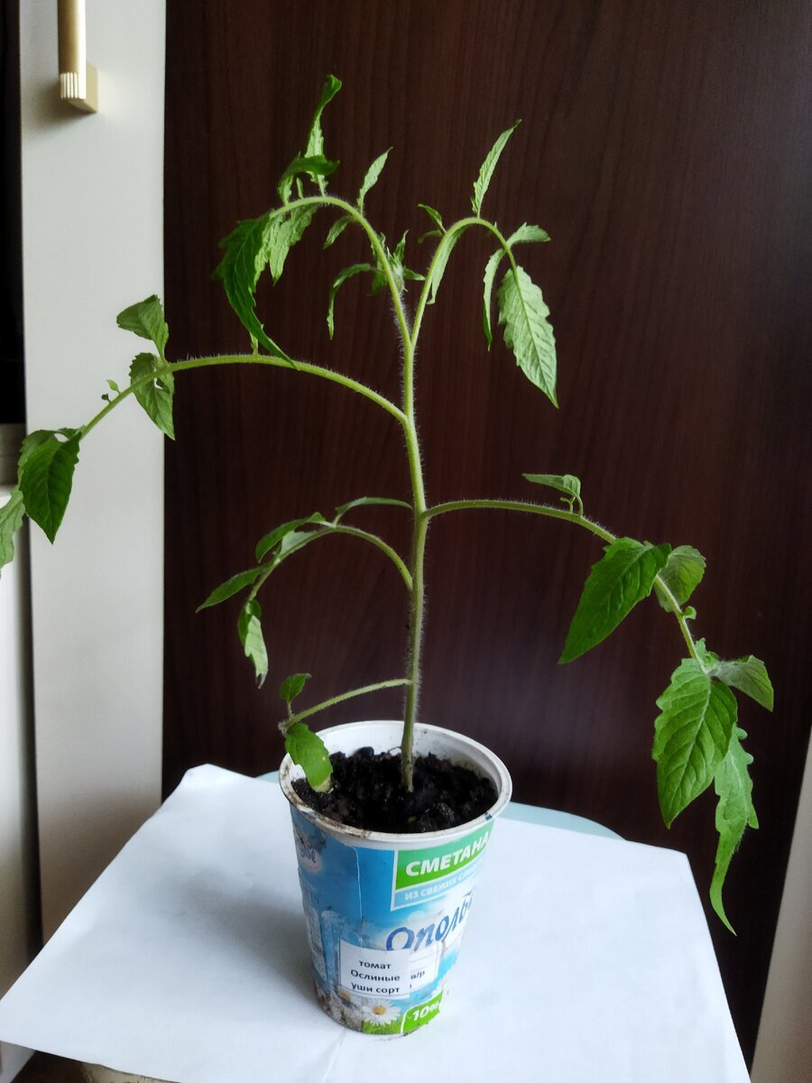 Ну и куда было торопиться! Уже переросла и просится в объём побольше.