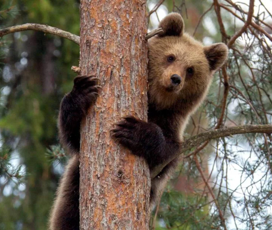 Hello bear. Медвежонок на дереве. Медведь на дереве. Бурый медведь на дереве. Медведь лазит по деревьям.