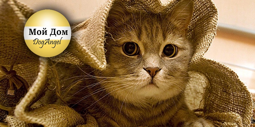 Кот в мешке с платным возвратом. Почему WildBerries настраивает против себя своих покупателей