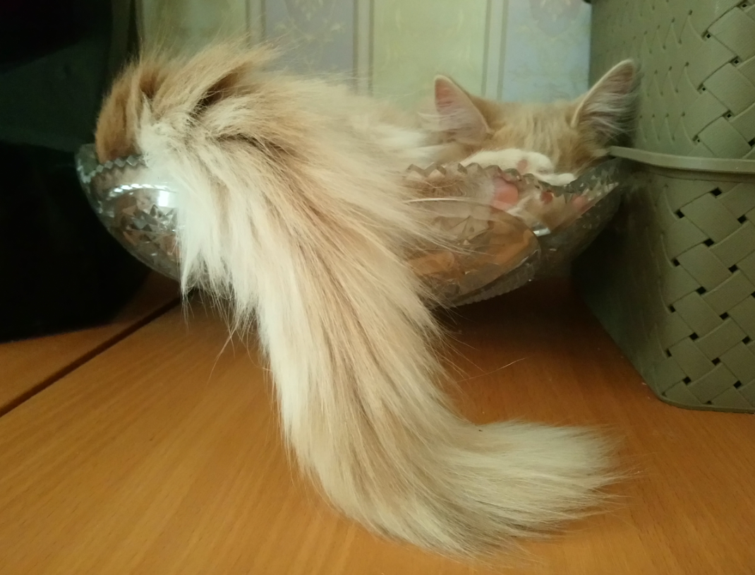 Бартон, который очень любит спать в мисочках и тазиках, получил в подарок "приличную" кроватку