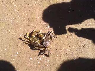 Крабовые бои. Делайте Ваши ставки