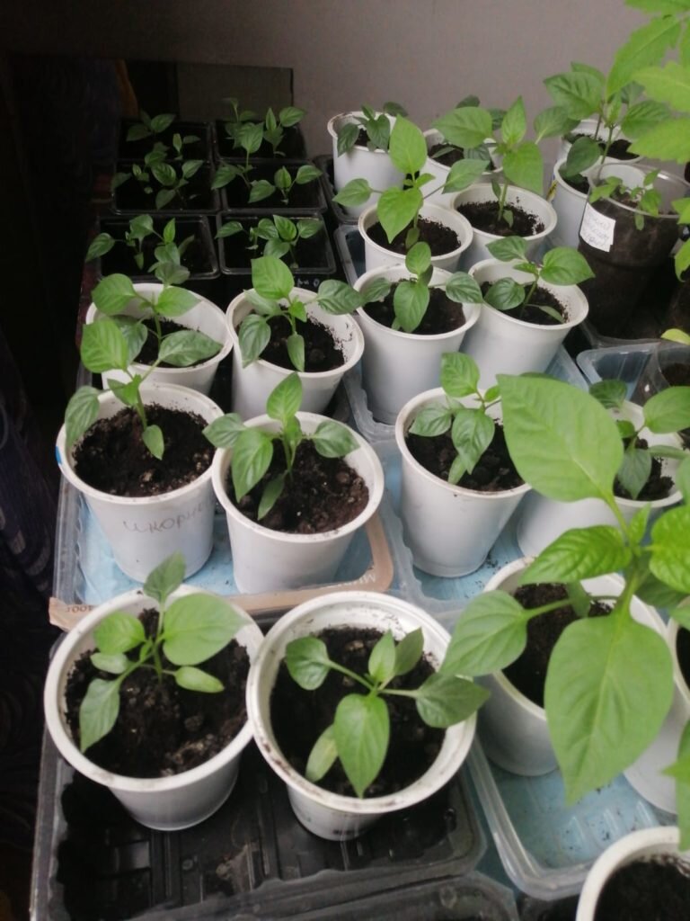 Подкормка рассады перцев