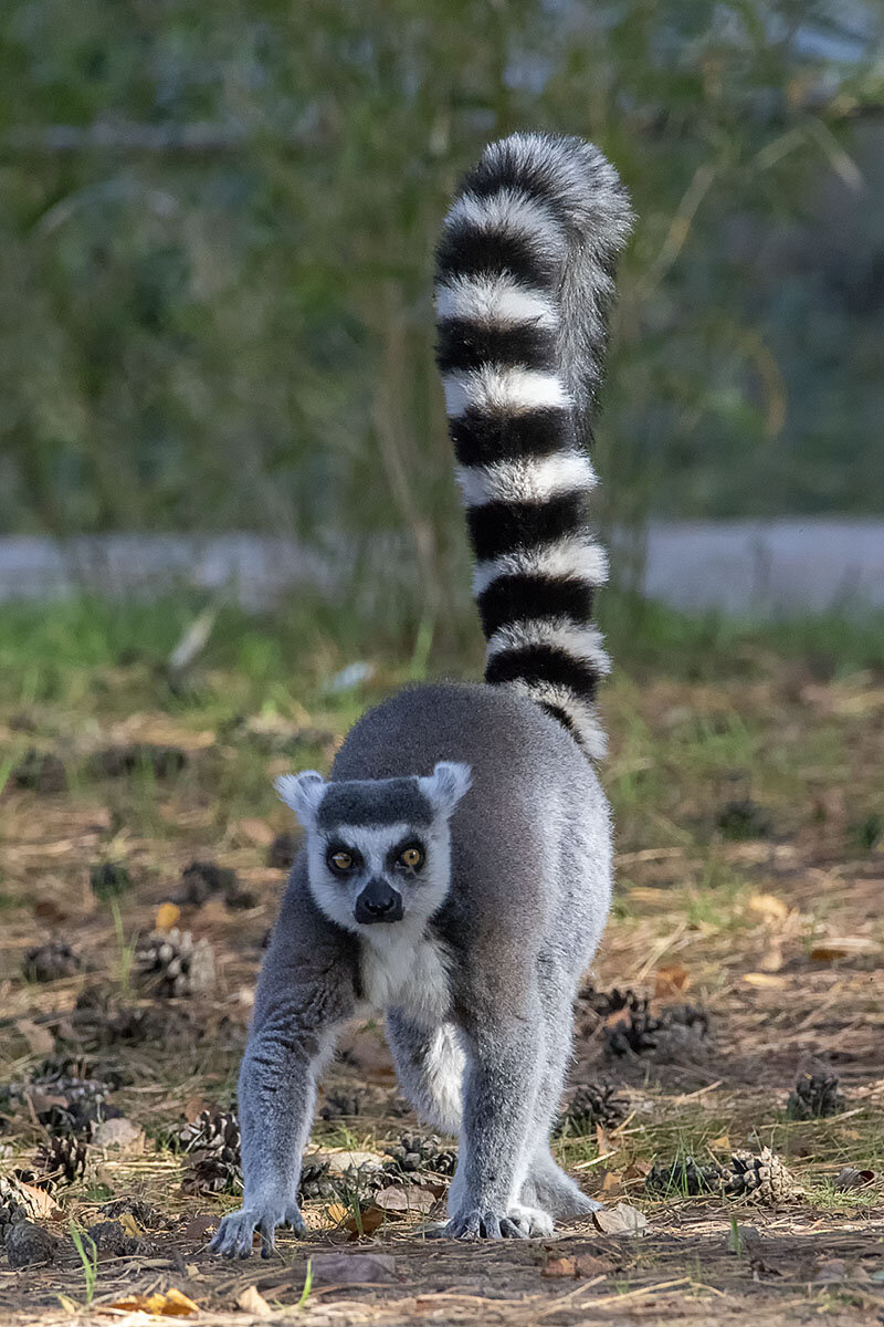      Lemur catta  