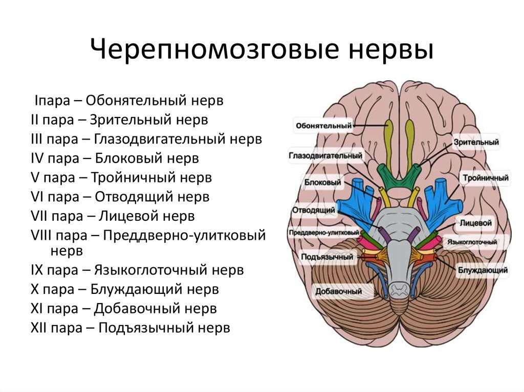 Нервные узлы черепных нервов. Ядра 12 пар черепных нервов анатомия. 12 Пар черепно-мозговых нервов строение. Черепно мозговые нервы среднего мозга. 12 Пара черепно мозговых нервов анатомия.