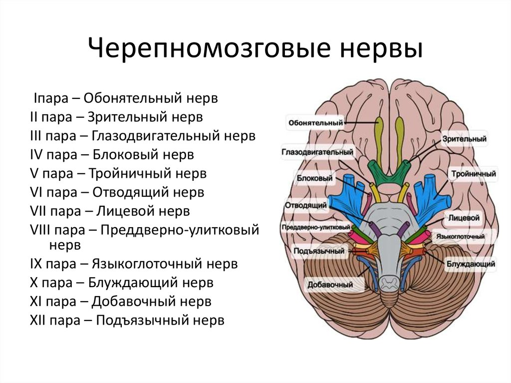 В продолговатом мозге находятся ядра черепных нервов. 12 Пар черепно-мозговых нервов строение. Ядра 12 пар черепных нервов анатомия. Черепно мозговые нервы среднего мозга. 12 Пара черепно мозговых нервов анатомия.