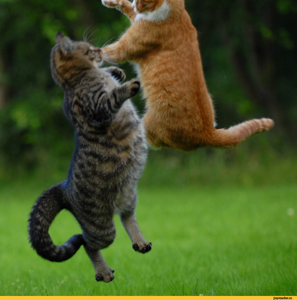 Коты дерутся