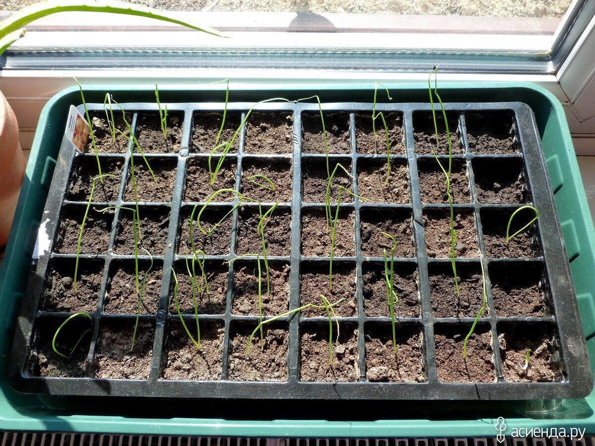 Лук батун рассада. Лук шнитт рассада. Как посадить лук порей на рассаду. Как посадить лук порей на рассаду. Как посадить лук порей на рассаду.