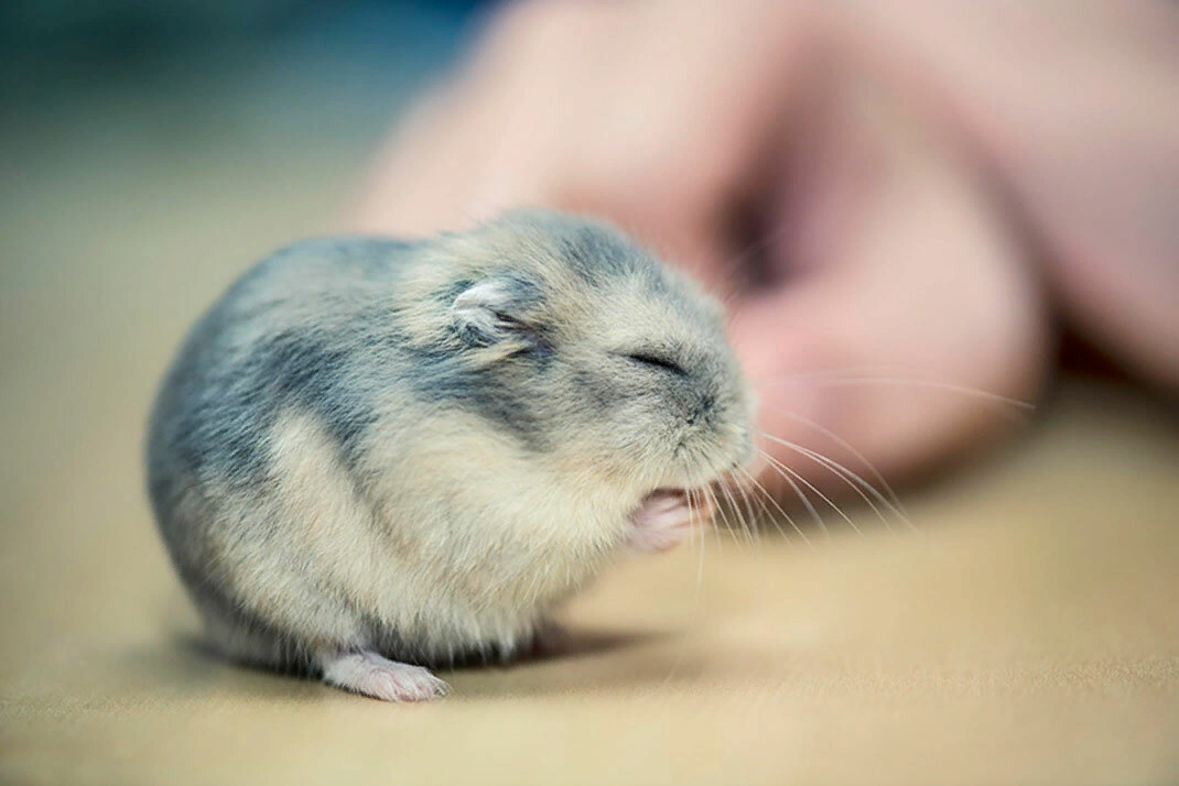 Allocation hamster. Хомяк джунгарский. Хомяк джунгарик. Милые хомячки джунгарики. Сирийский джунгарик.