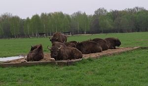 Зубры в зоосаде