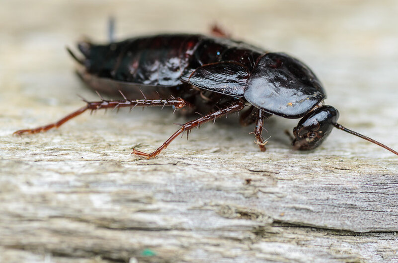 Черный крымский таракан. Фото из интернета