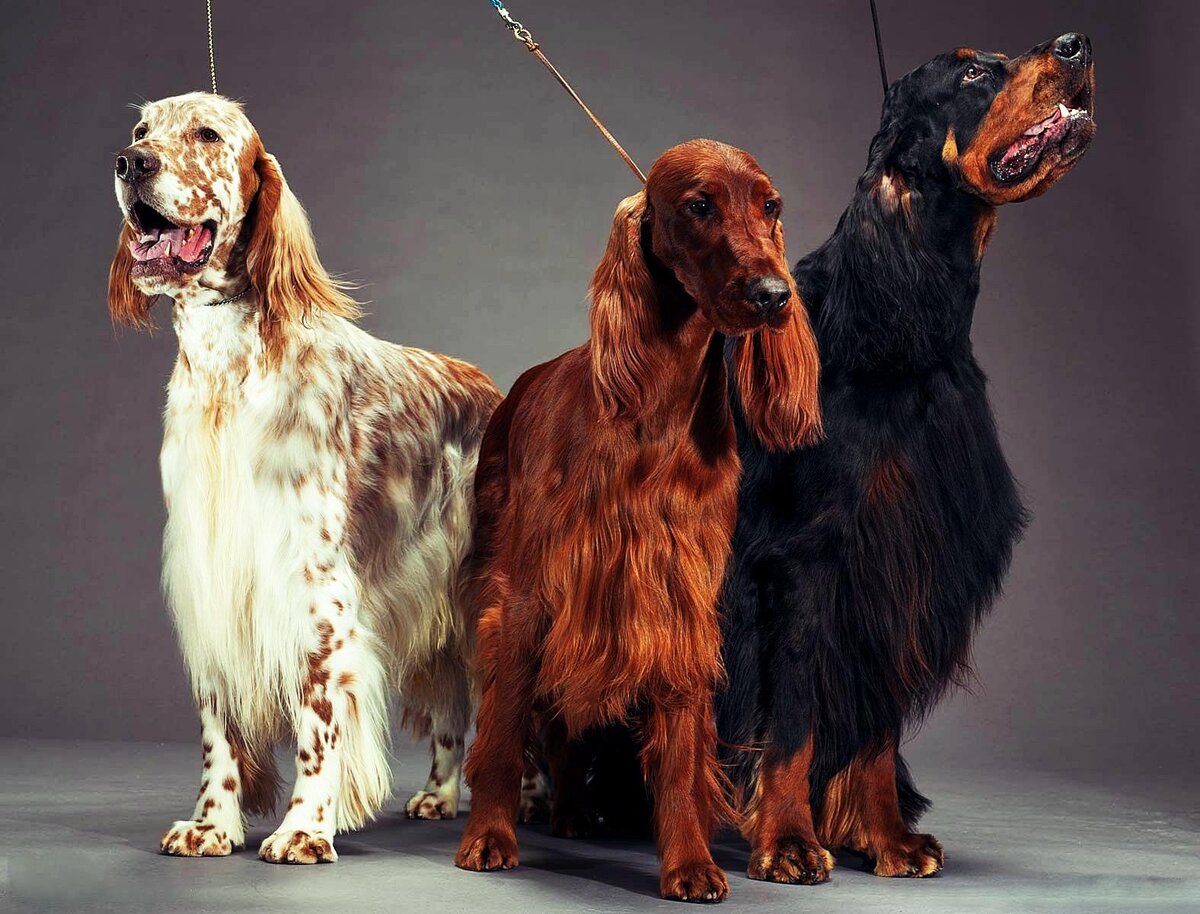 Яндекс. Картинки