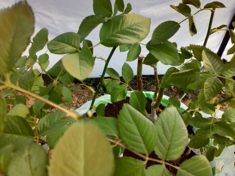 Саженцы в ведре