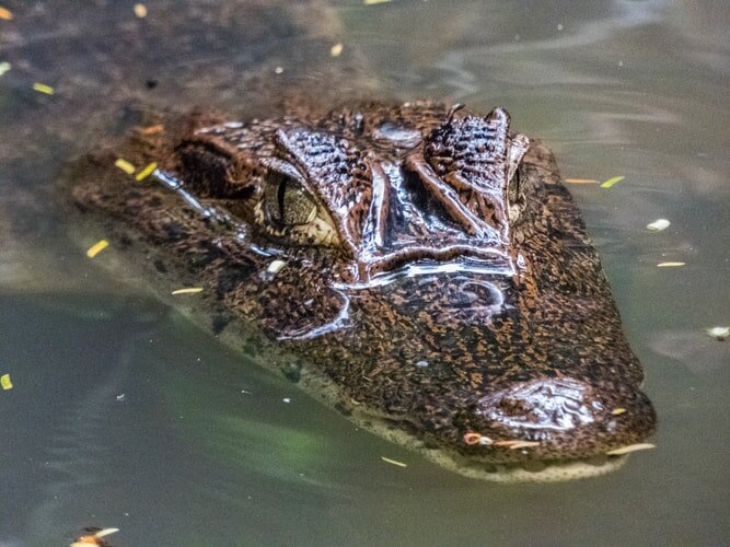 ресурс: unsplash.com, @basbrom