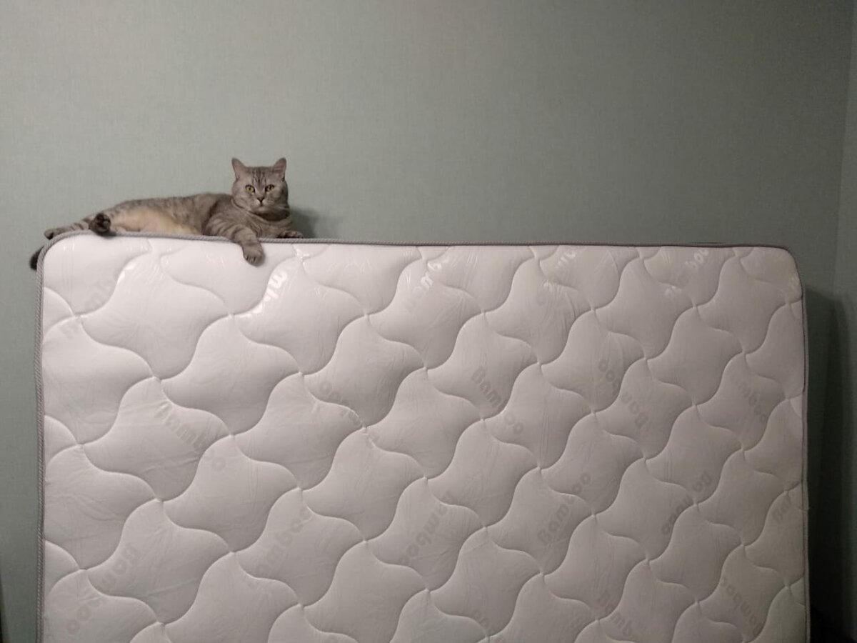 котенок написал на матрас