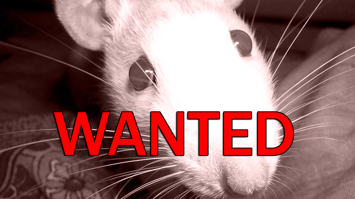 Сбежавшая крыса чрезвычайно умна и свободолюбива. Она появилась во время коронавируса, но не смогла пережить отношение посетителей Москвы. 