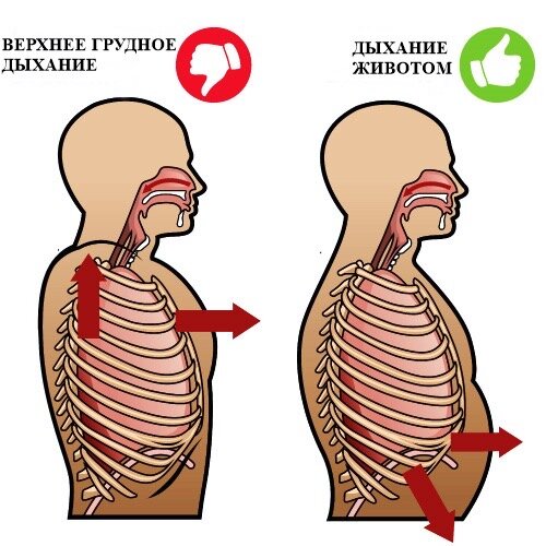 Сравнение типов дыхания.