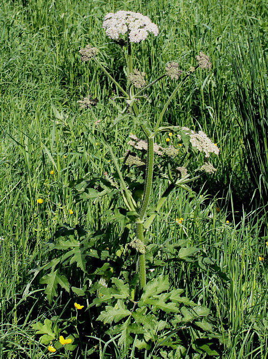растения, которые можно перепутать 42. борщевики, кто из вас съедобен ...