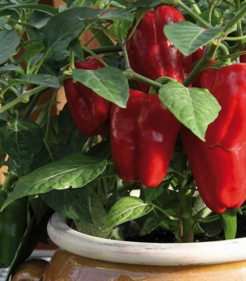 Фото взято из просторов интернета