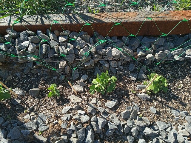 Фото: Романа Образцова. Горох, уже пускает усики.