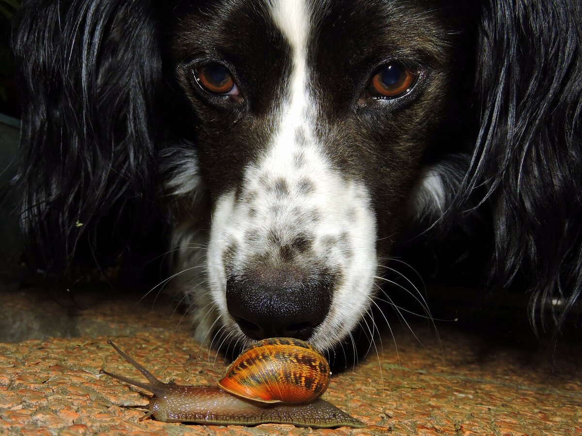 https://pixabay.com/photos/dog-snail-to-watch-animal-sniff-1492672