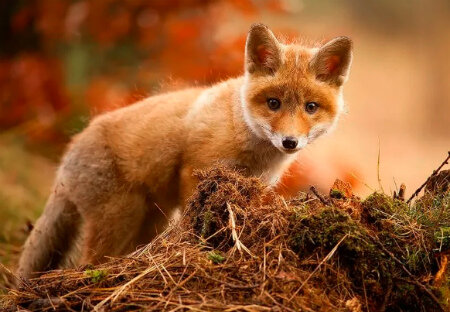 Загружено с интернета