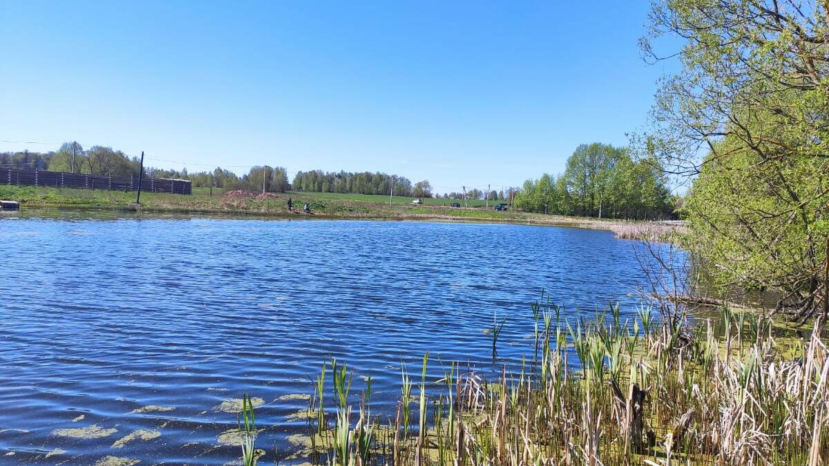 Прудик,в котором летом можно даже купаться.