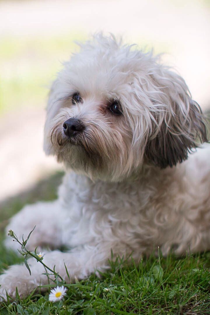 Из свободного доступа