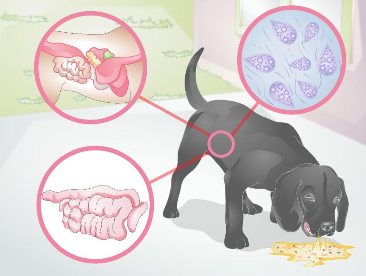 рвота собаки