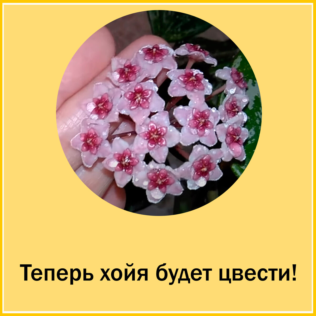 Как заставить цвести хойю