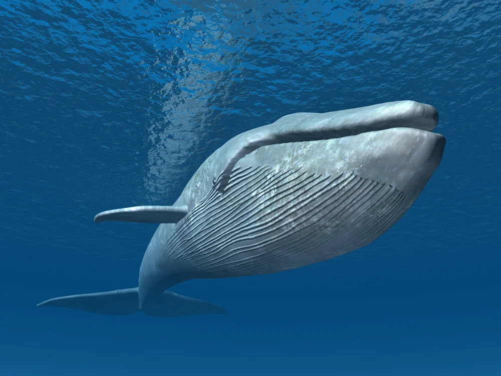 Крупное млекопитающее в мире. Голубой кит Balaenoptera musculus. Синий кит (голубой кит). Блювал (голубой или синий кит). Китообразные синий кит.