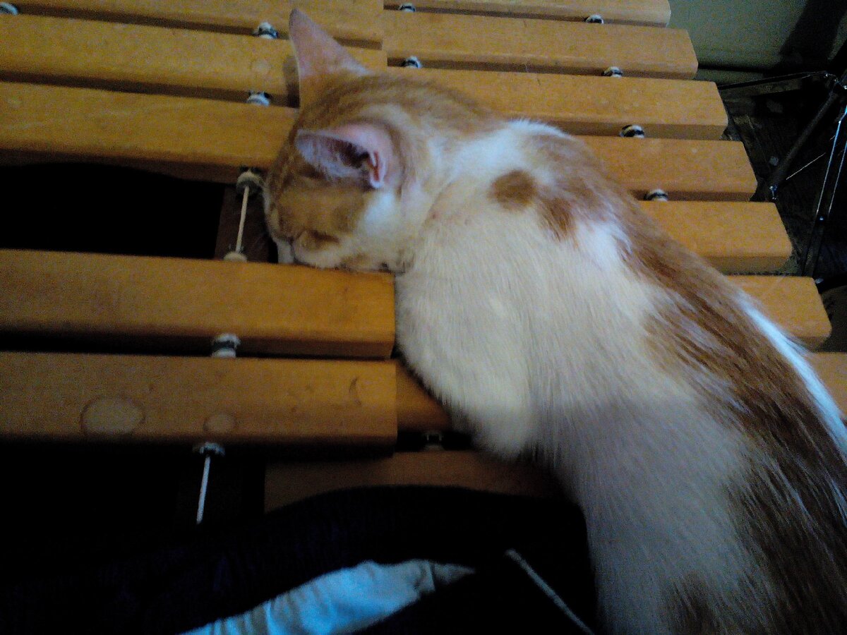 А вот как раз и он, таинственный ксилофон!