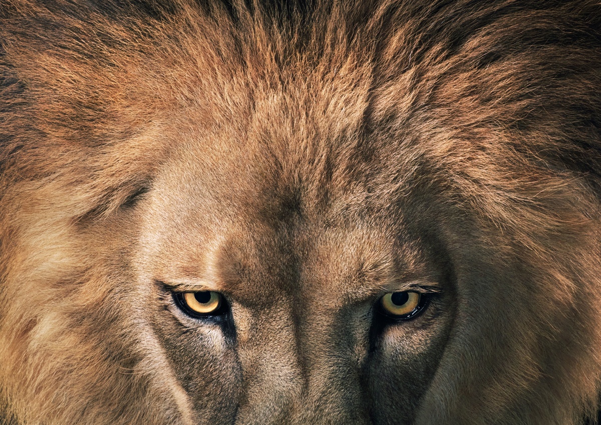 PETER FINCH / GETTY IMAGES