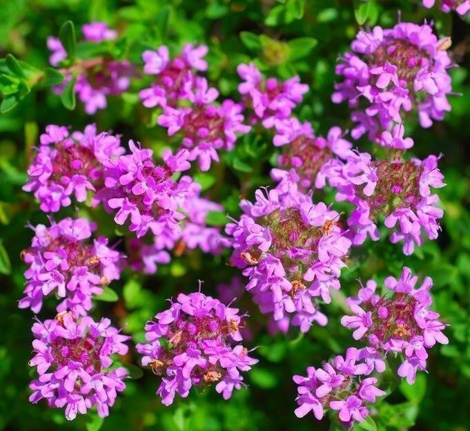 Thymus serpyllum l тимьян ползучий