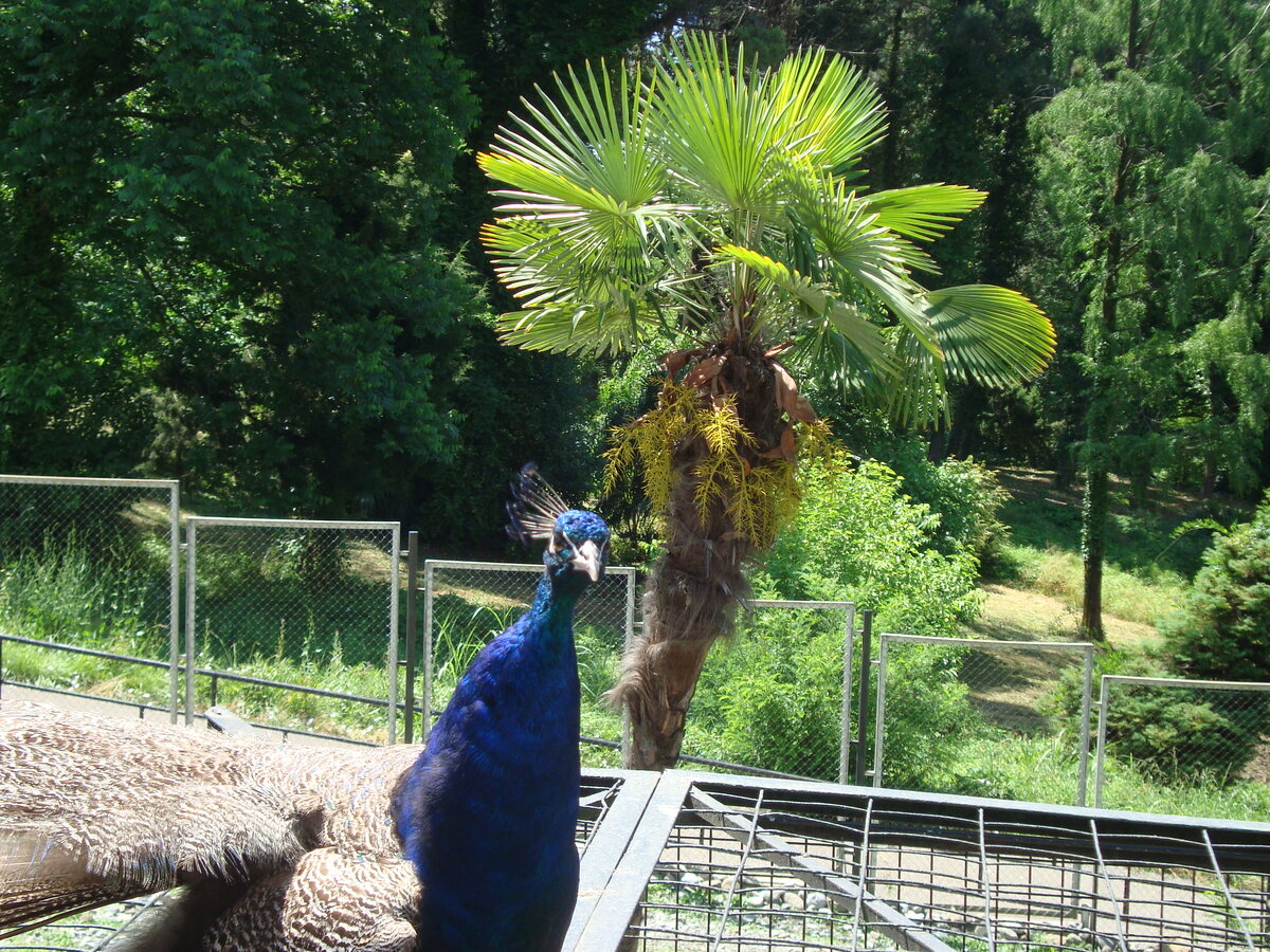 Павлин в Дендрарии