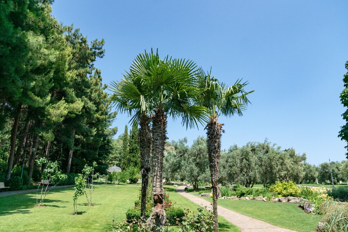 1.  Пальмы и кромка сосновой рощи. Оливковые деревья видны чуть дальше.
