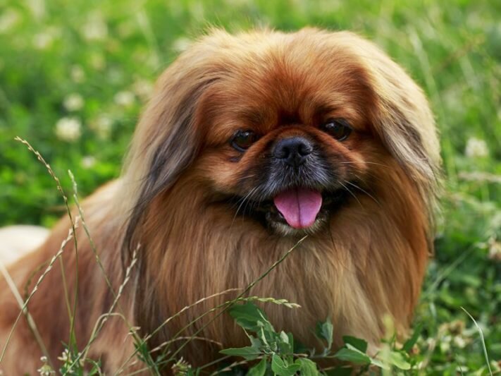  Изображение с сайта https://kpravda.ru/wp-content/uploads/2019/11/original-1-711x533.jpg  