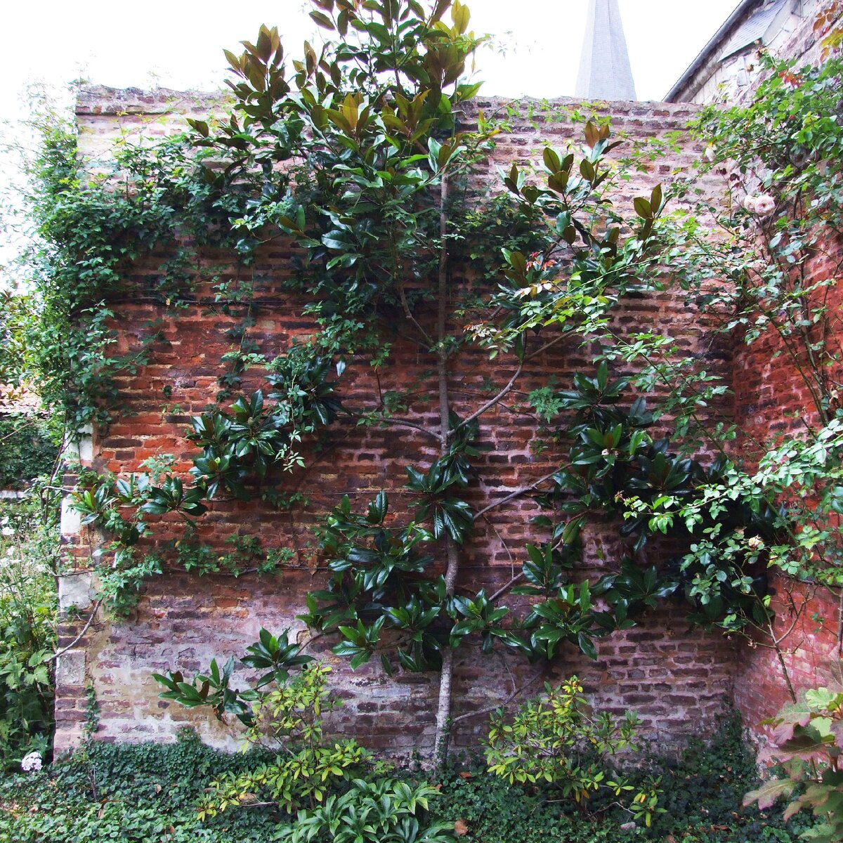 Пальметта в саду Мезикур