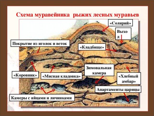 Планета муравьев: что почитать, посмотреть и послушать о насекомых, которых мы обычно не замечаем