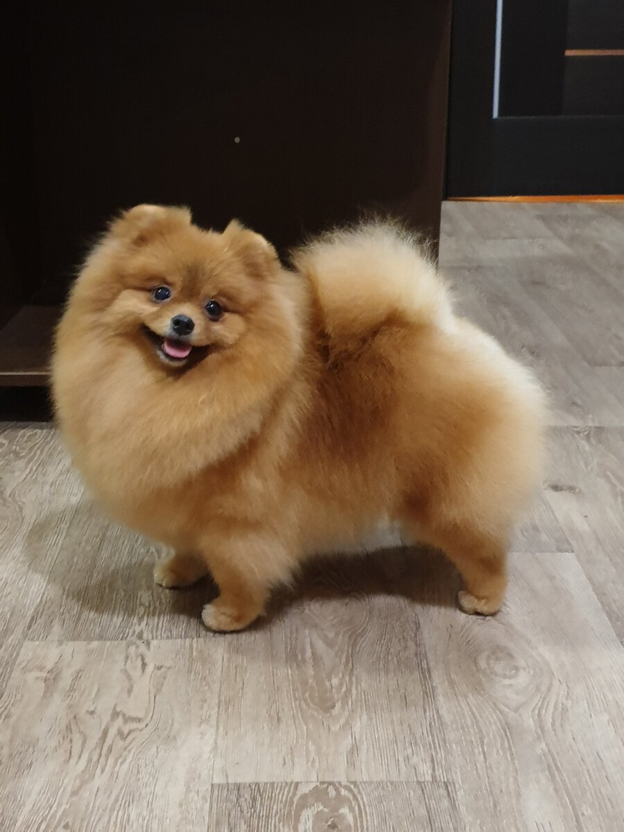 Померанский шпиц