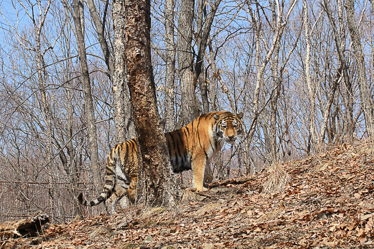 Русский 1 тигр. Русский 1 тигр. Русский 1 тигр. Тигр 6 танк. Танк тигр в ссср.