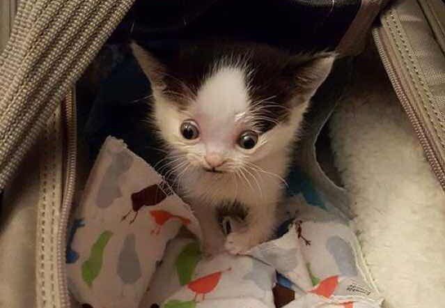 Котенок Зик. Источник фото: honesttopaws.com