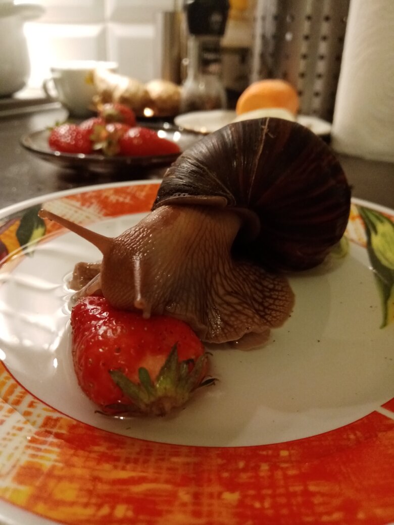 Первая клубника в жизни Игорька. Личное фото.