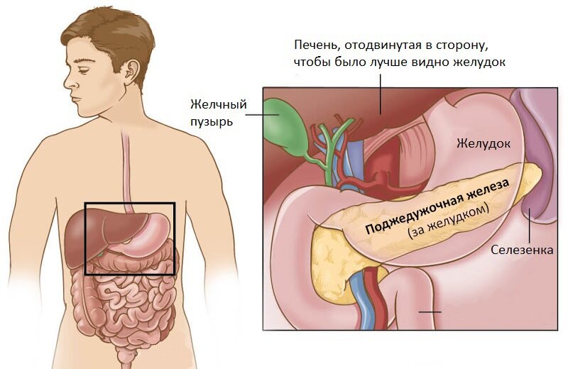 Фиброз поджелудочной железы. Что такое Фиброз поджелудочной железы?