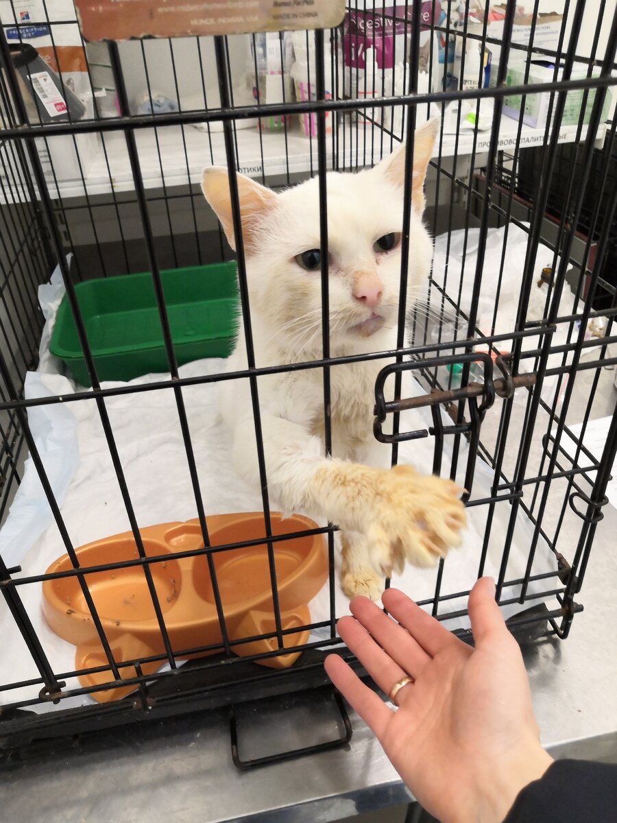 Серёжа в ветклинике