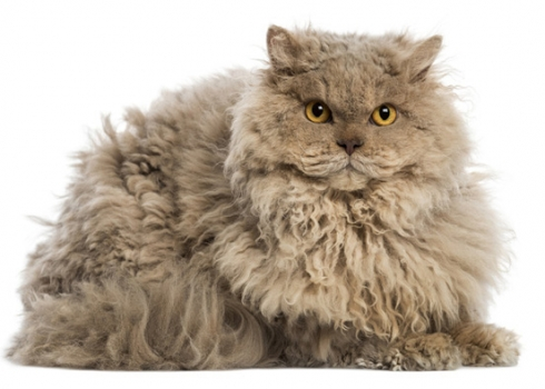 фото богемского рекса