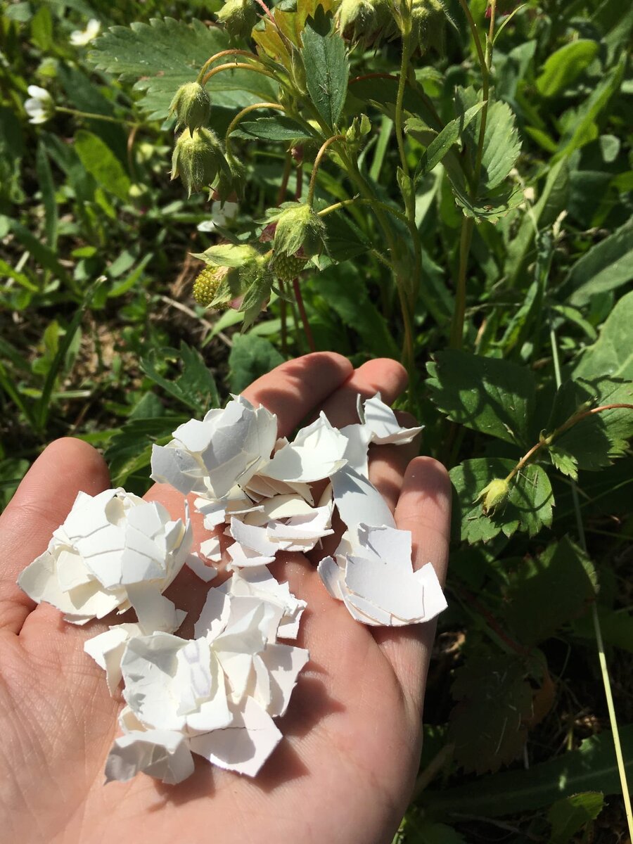 Вот в таком состоянии скорлупа хранится дома в контейнере. Эту я еще буду измельчать