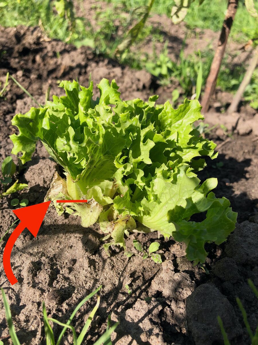 Красная метка - место, где я срезала салат при посадке. Остальное наросло за неделю.