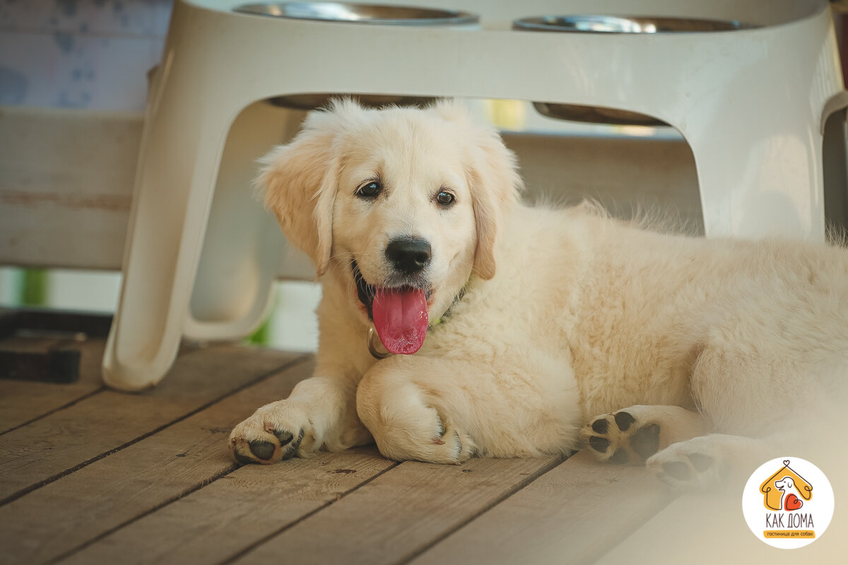 Щенок золотистого ретривер Эльмедано Мальта "Молли". Сайт mygoldens.ru